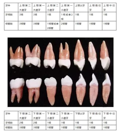 牙齒代表什麼|您知道人類牙齒的所有名稱嗎？ 